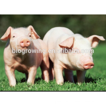 Probiotics for pig fat and healthy feed additives